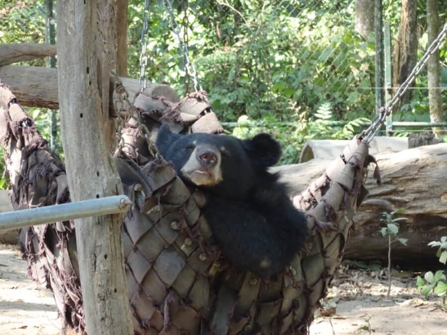 Sun Bear Sanctuary in Kuang Si Falls