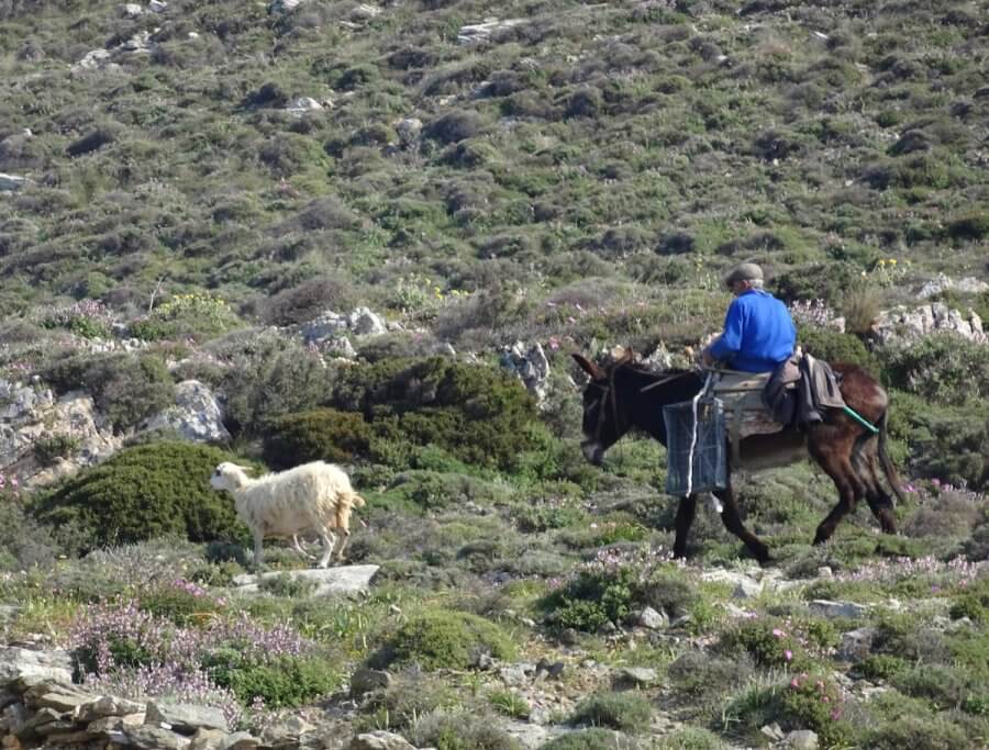 Sheep herder keeping it old school