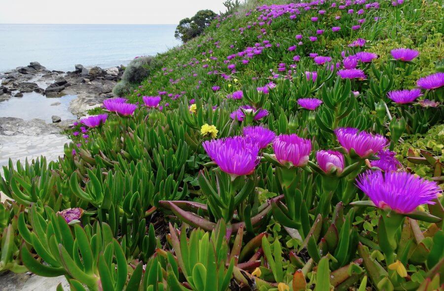 Wildflowers by the sea, Syros, Greece