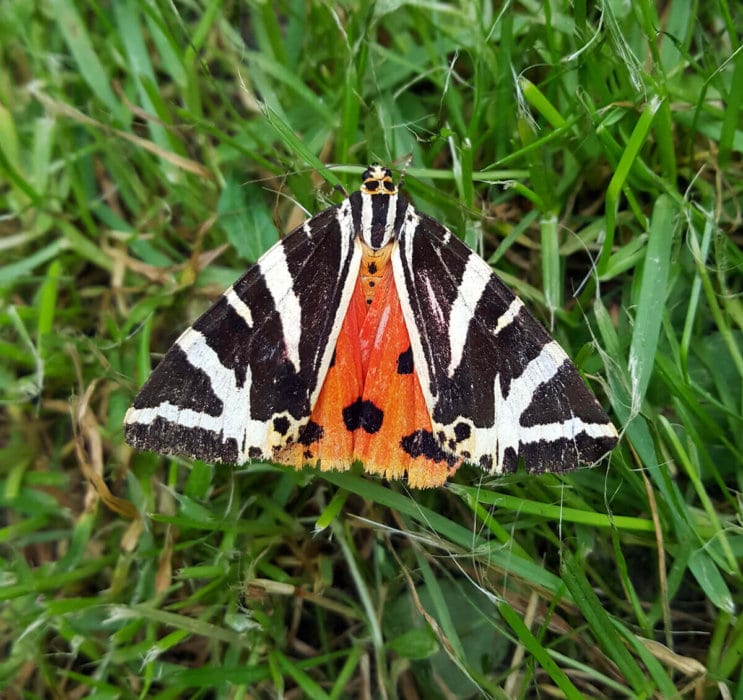 Jersey Tiger Moth