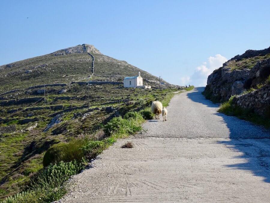Sheep walking up the street. Greek photo tour