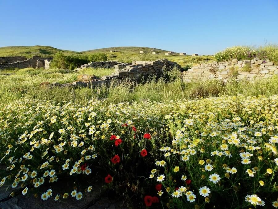 Wildflowers and walls of ancient Delos, Greek Photo tour