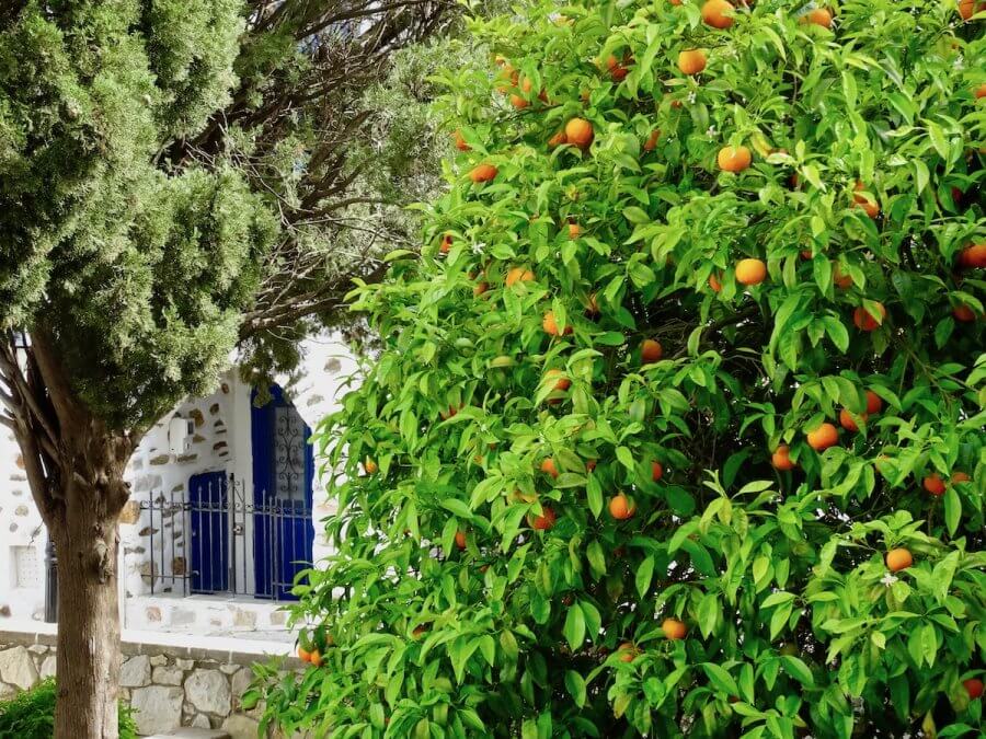 Orange trees and hidden doors, Paros