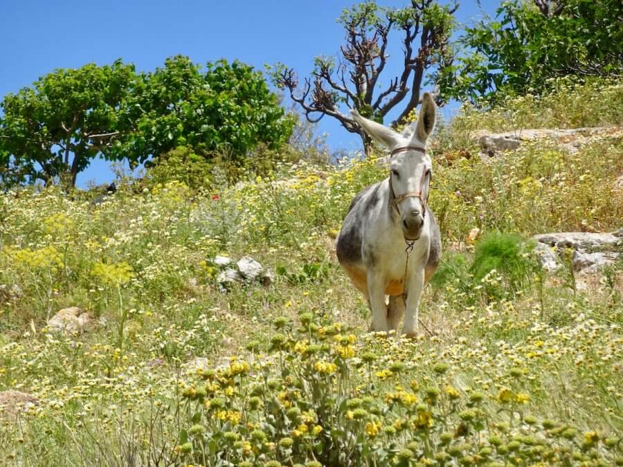 Donkey amongst the wildflowers, Paros