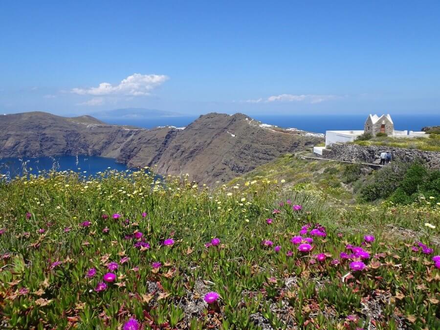 Wildflowers and Caldera views, Santorini