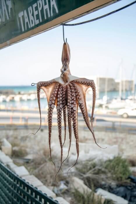 Octopus hanging to dry in the fresh air