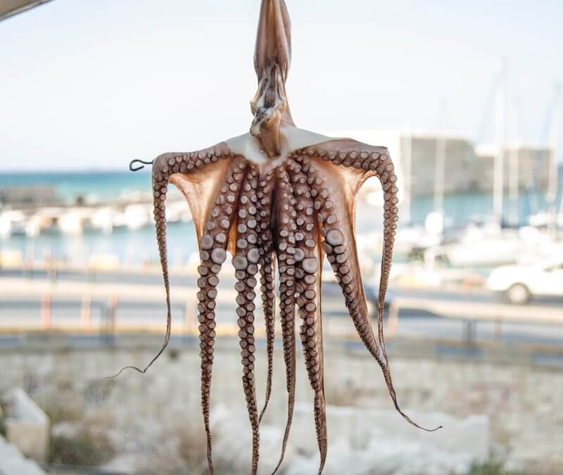 Octopus hanging to dry in the fresh air