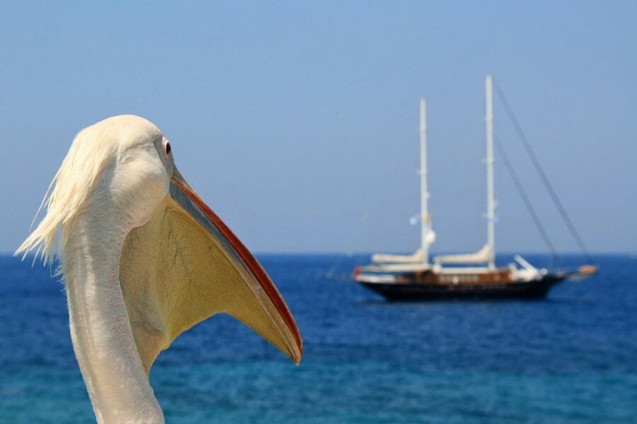 Petros the Pelican of Mykonos
