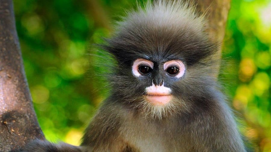 Dusky leaf monkey face in tree