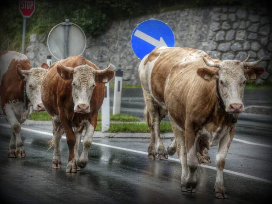 Cows in the road