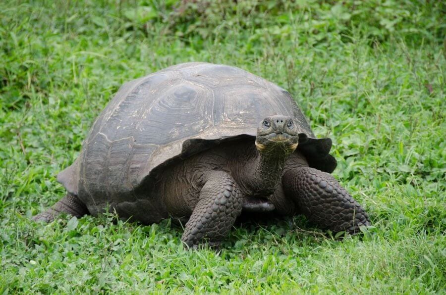 Galapagos Tortoise Reverse Buket List