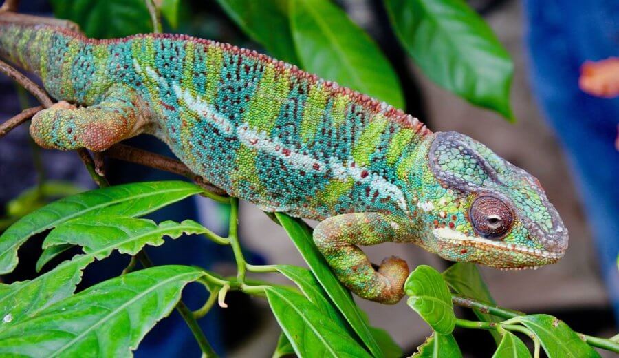 Chameleon turquiose and green stripes