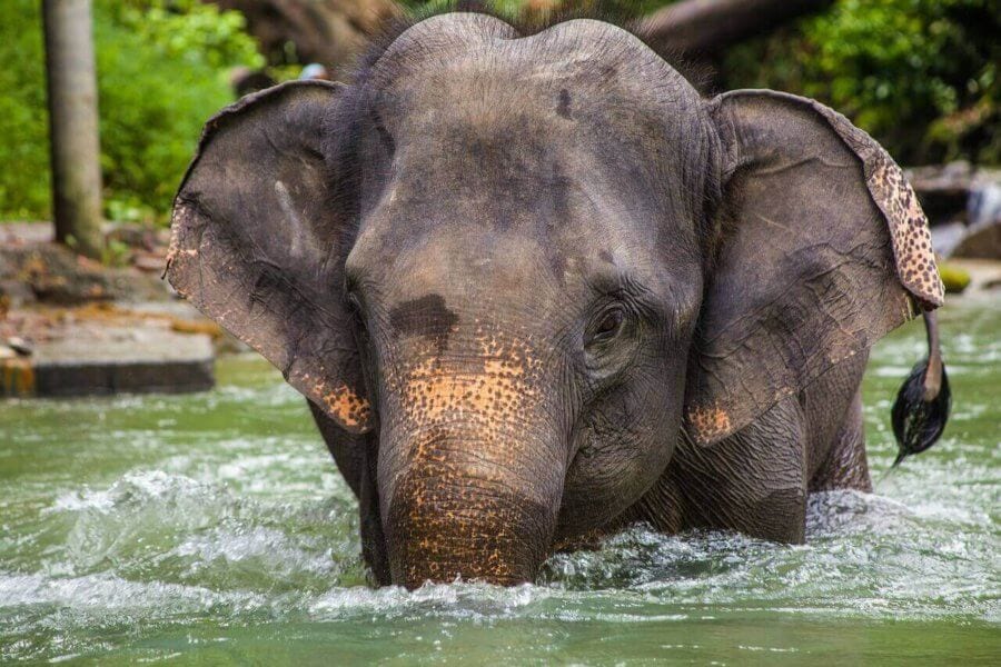 elephant Thailand