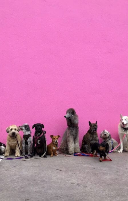 dogs on a pink wall