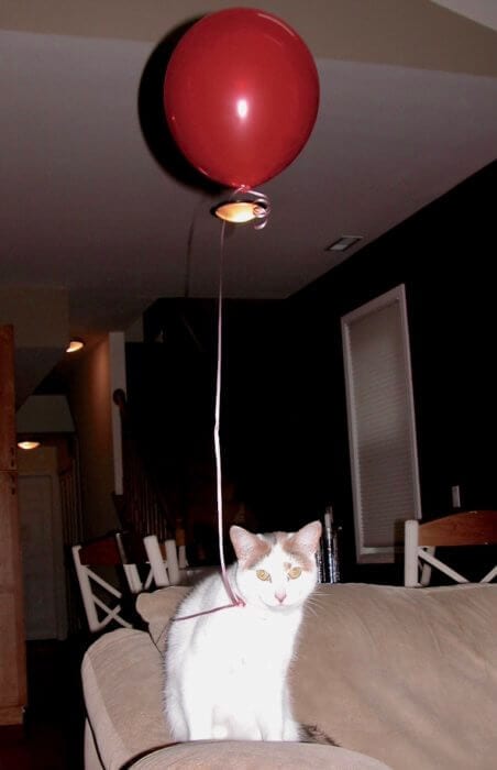 white cat with a balloon