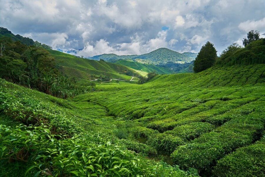 Cameron Highland tea plantations-Places to go in Malaysia