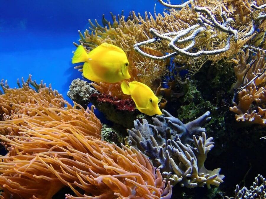 Coral and yellow fish