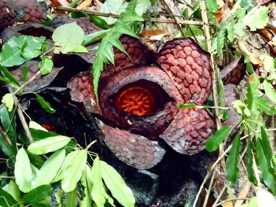 dying Rafflesia-fun facts about Malaysia