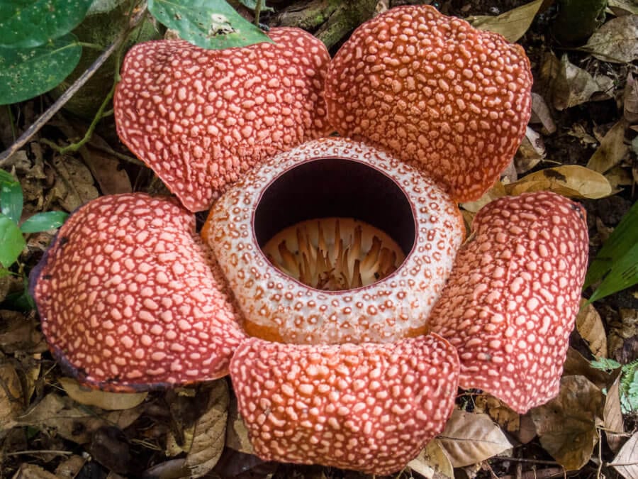 Rafflesia flower-Places to go in Malaysia