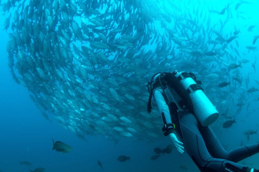 fish surrounding a scuba diver-reasons to visit Malaysia