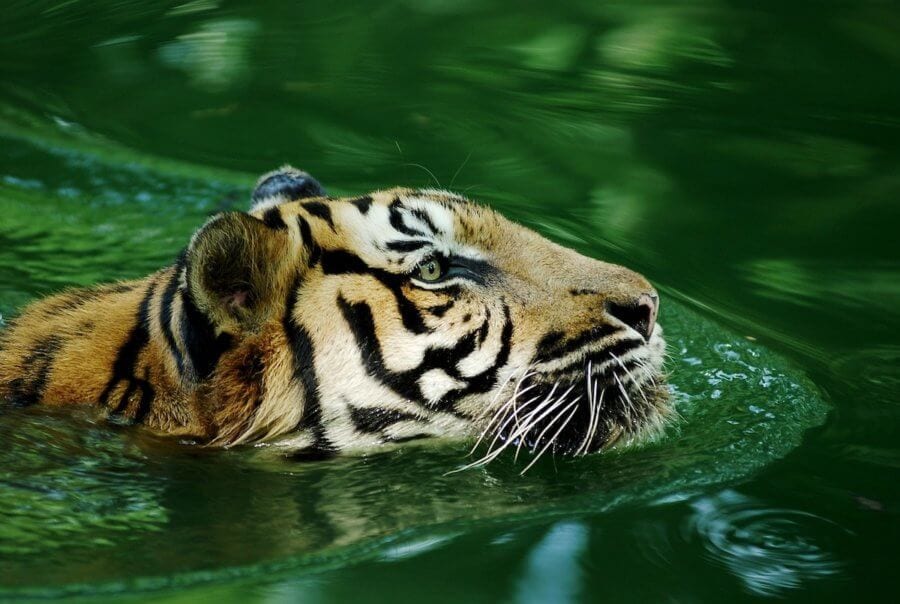 Tiger swimming-most interesting facts about Malaysia