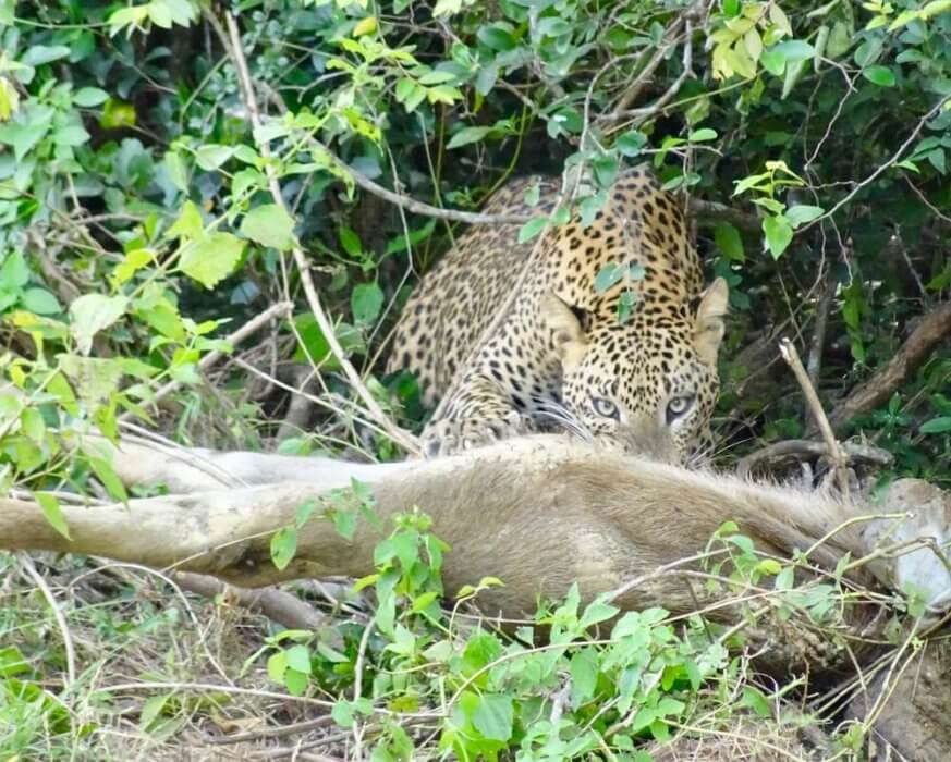 Leopard lunch Sri Lanka