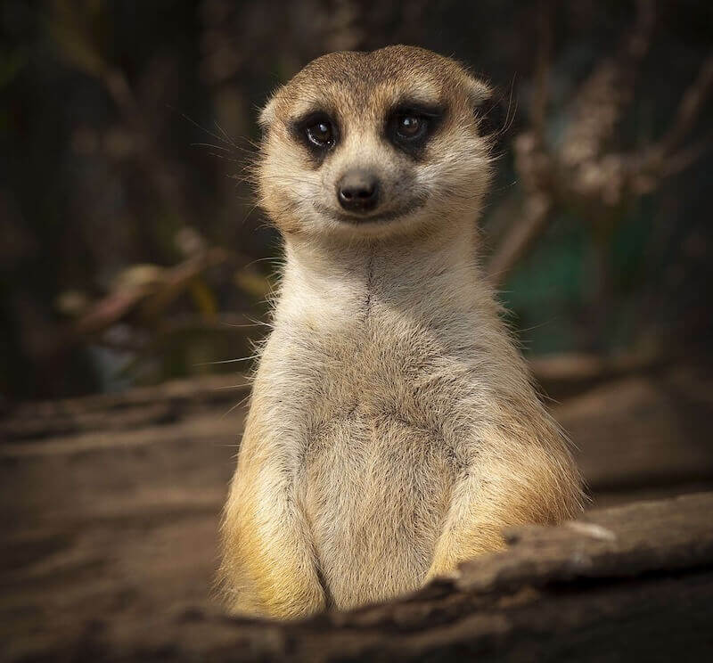 meerkat smiling