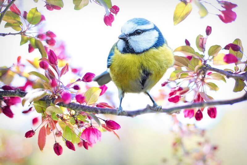 yellow bird, spring flowers