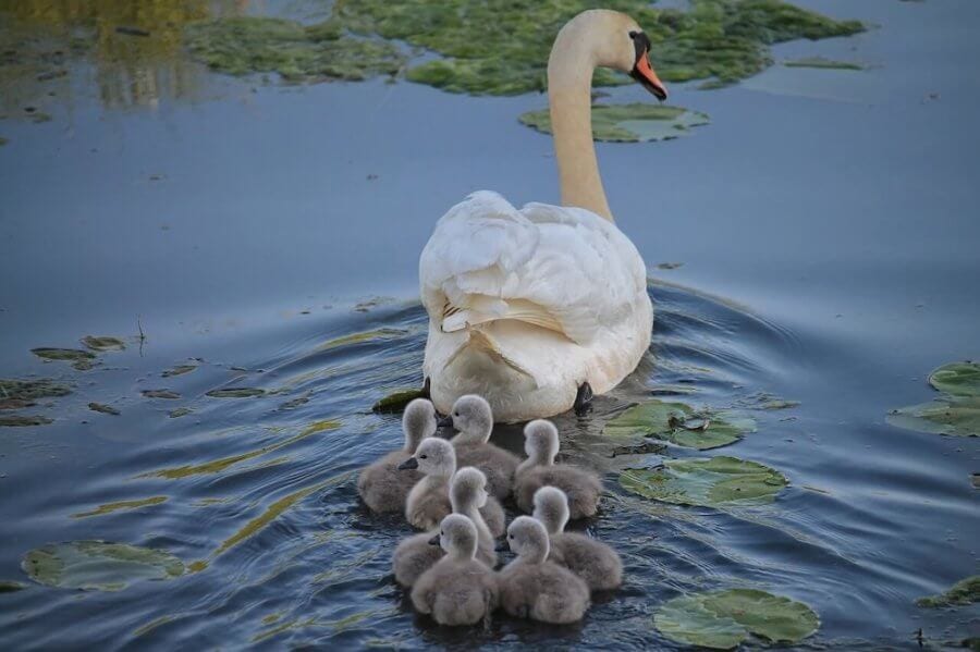 baby swans following mama-moving to a foreign country