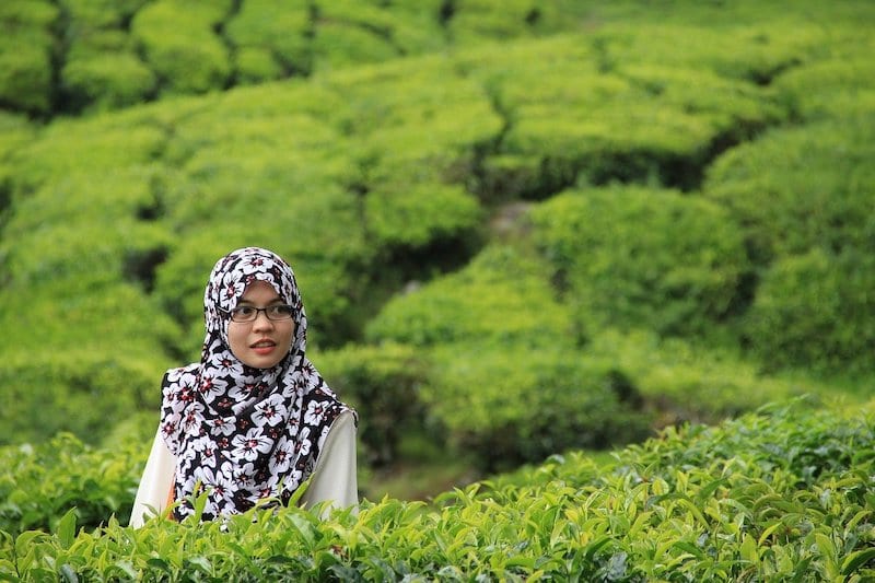 Malaysian woman in floral tudong in tea plantation