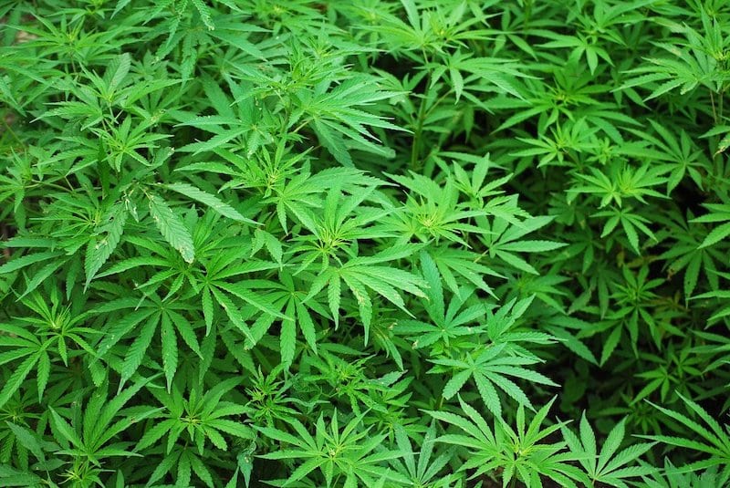 green marijuana leaves- dos and don'ts in Malaysia