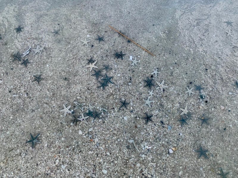 Starfish in the water 