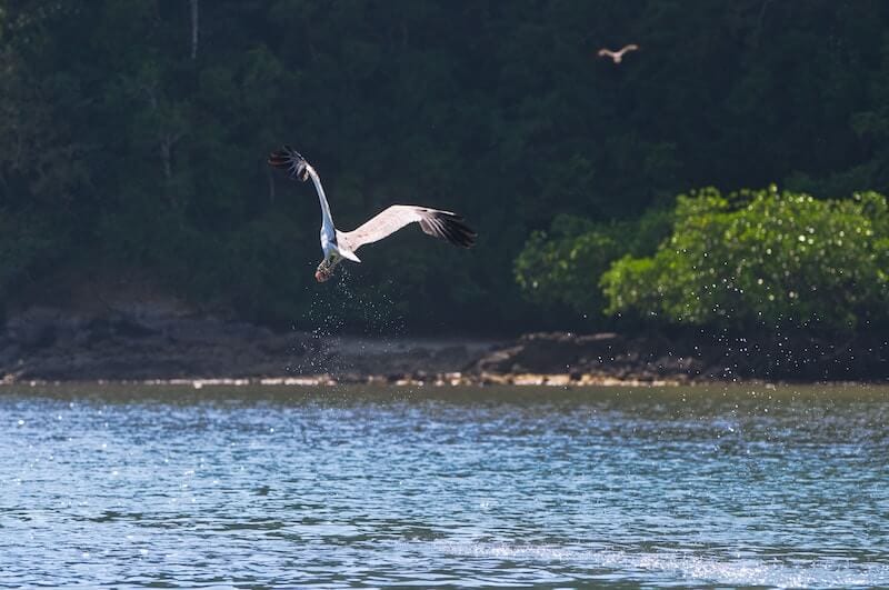 White bellied eagle flying over the water in Langkawi