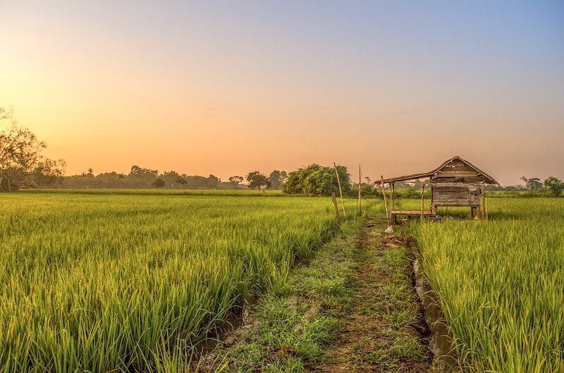 Rice paddy at sunrise in Balik Pulau