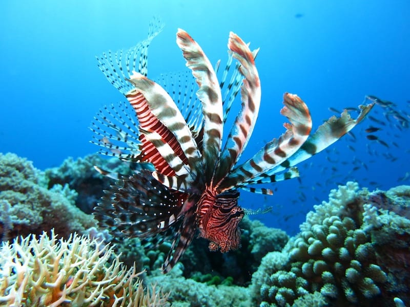 colorful lionfish 