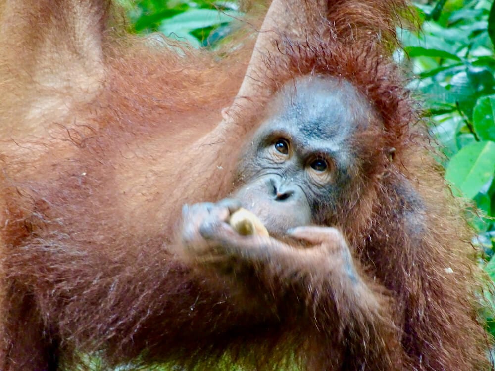Orangutan eating banana: Kota Kinabalu Itinerary