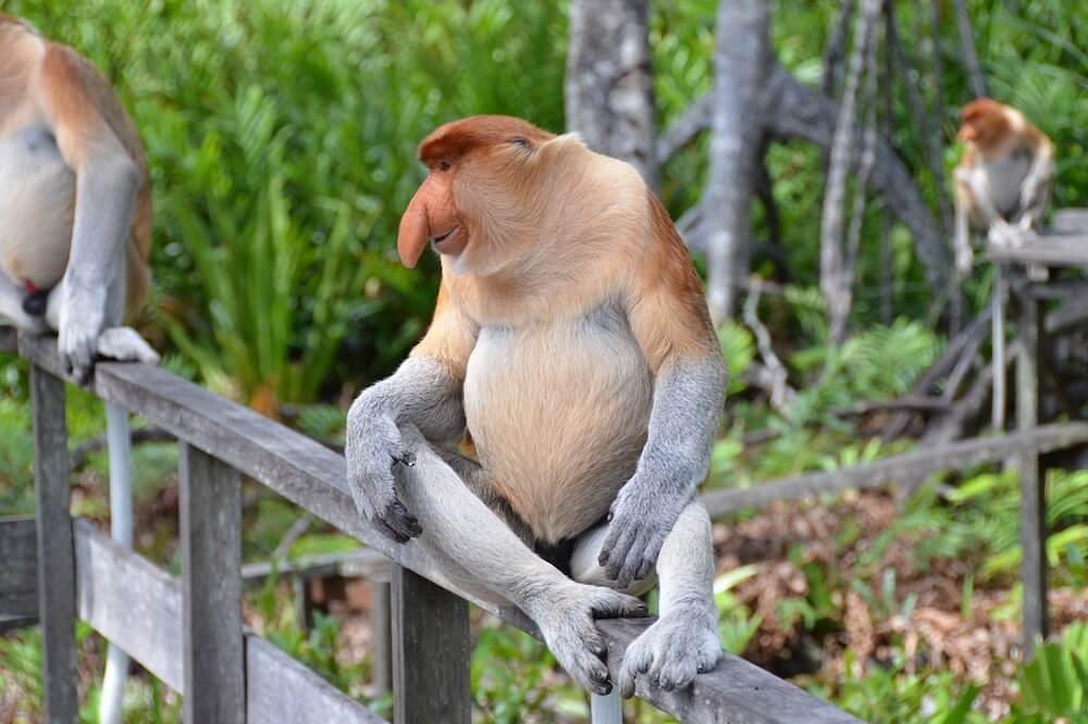 Proboscis-monkey male: Kota Kinabalu Itinerary