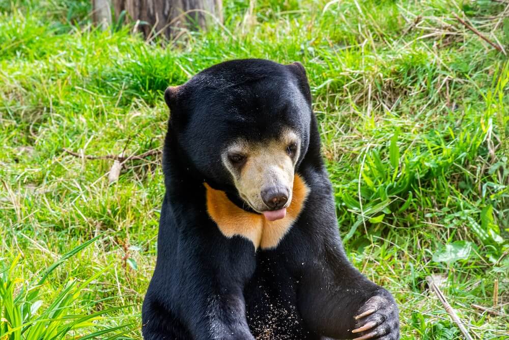 Sun Bear: Kota Kinabalu Itinerary