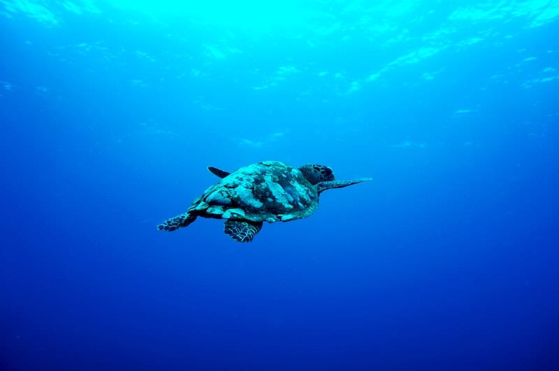 swimming turtle in blue water