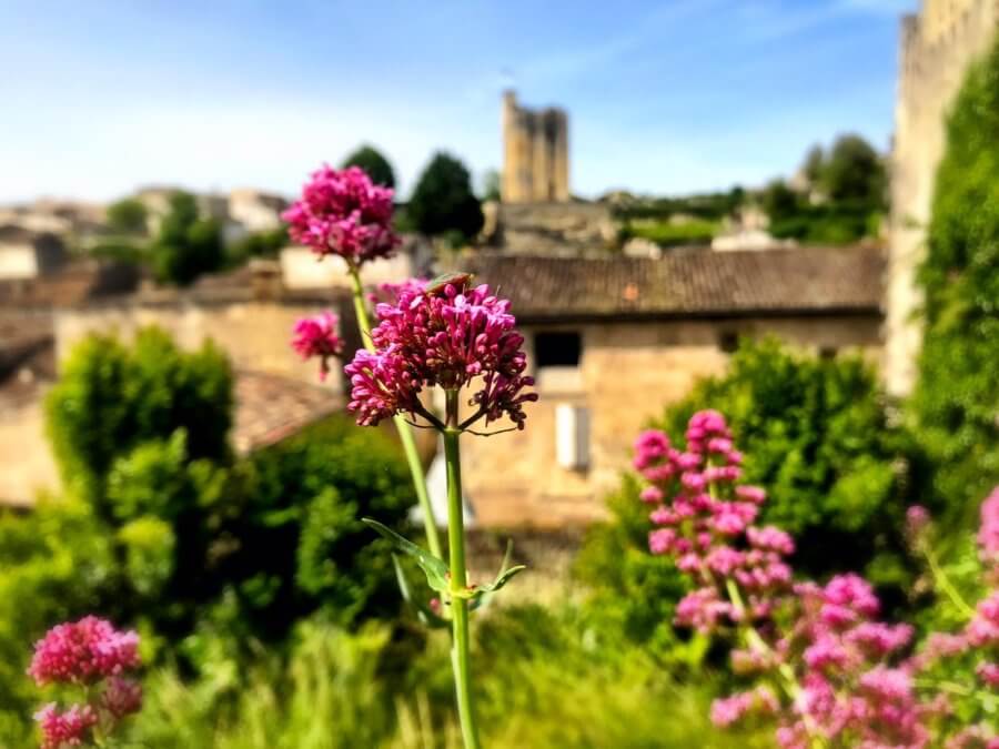 pink flowers with chateau in background. French lifestyle