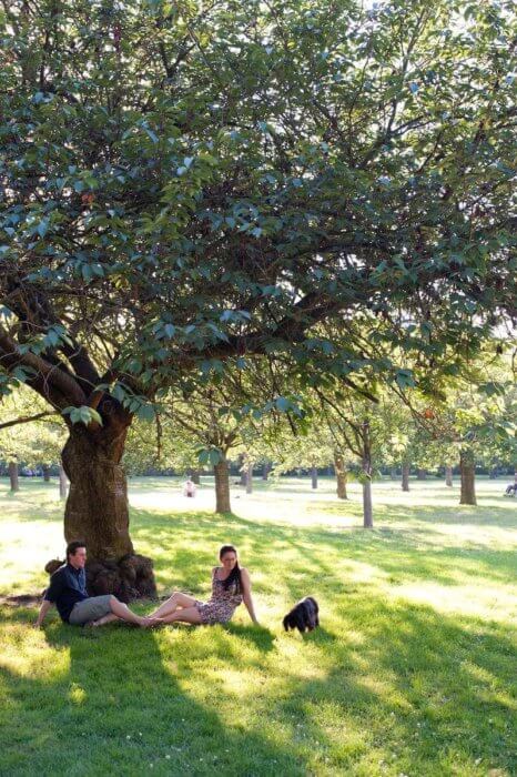 couple with dog under a tree: french lifestyle