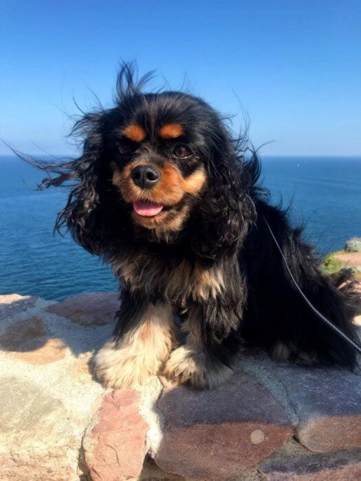 Cute black and brown dog with blue skies