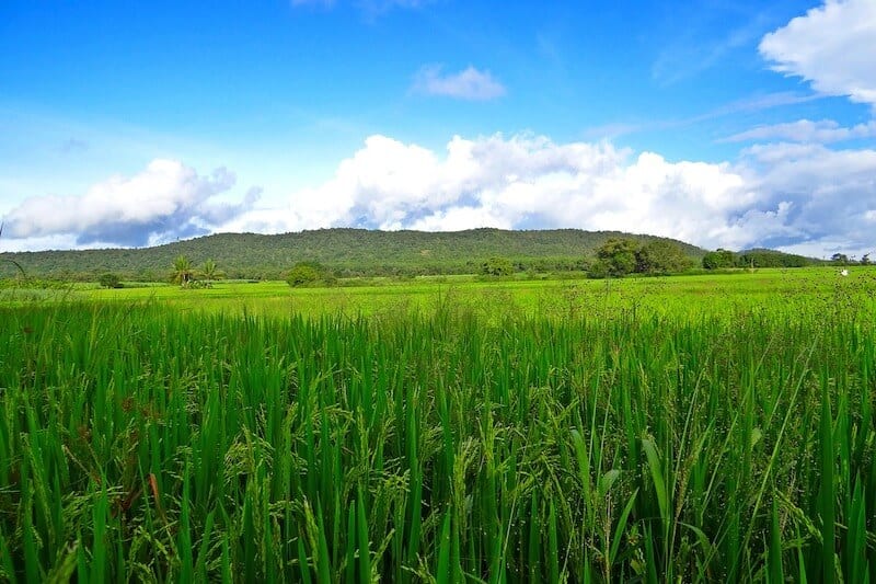 blue skies, green rice paddy