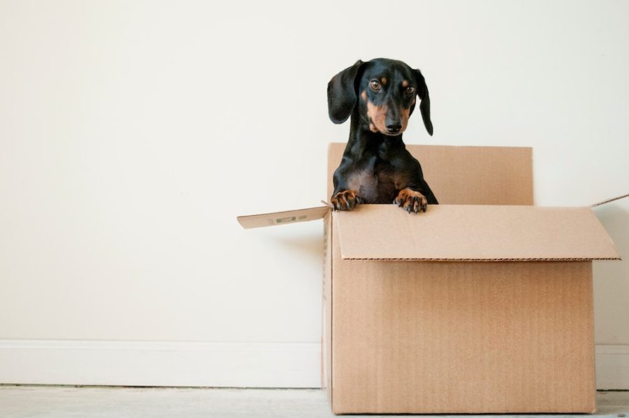 daschund in a moving box