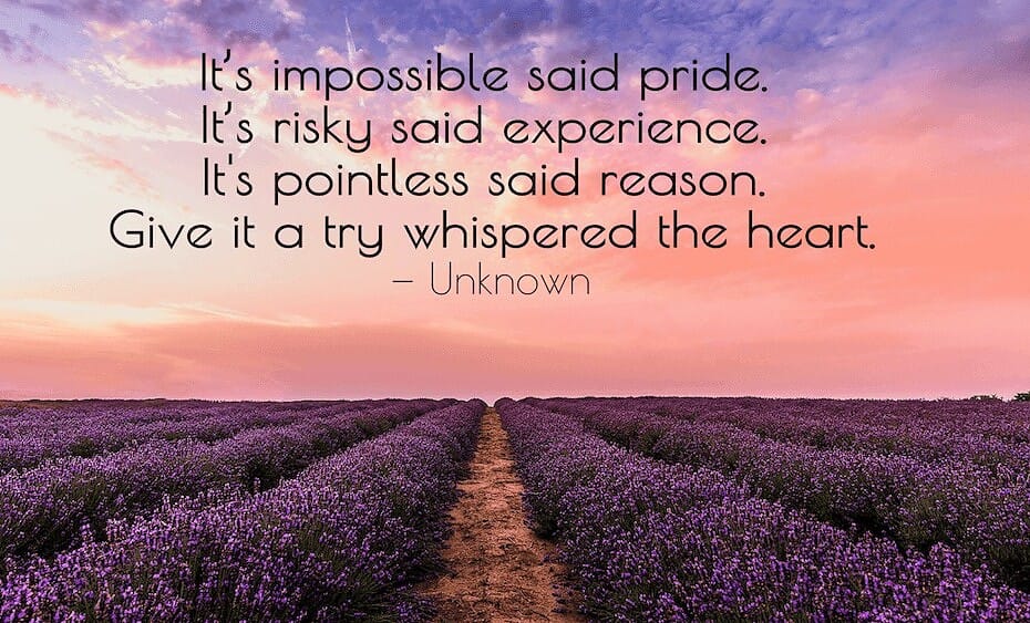 lavender fields with pink sky