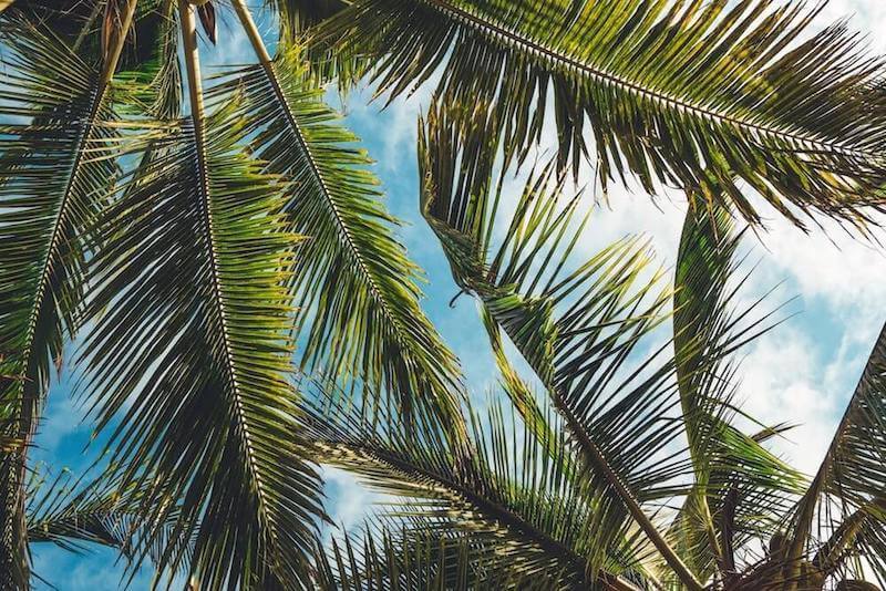 palm leaves blue skies