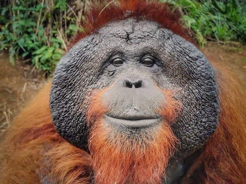 orangutan: unique places in penang