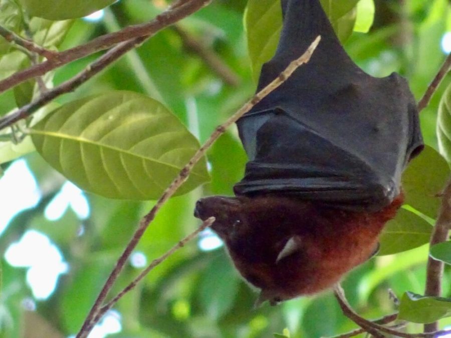 bat hanging upside down