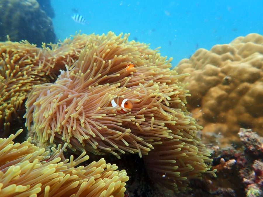 nemo clownfish hiding in coral tioman