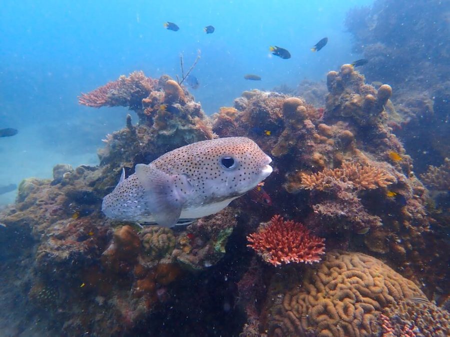 puffer fish with bright coral tioman